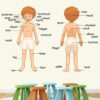 Parts Of Body - Baby - Kids - Learning Education  Nursery  Pre School Kinder Garden Wall Sticker