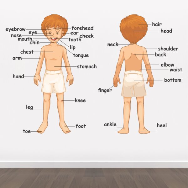 Parts Of Body - Baby - Kids - Learning Education  Nursery  Pre School Kinder Garden Wall Sticker - Image 2