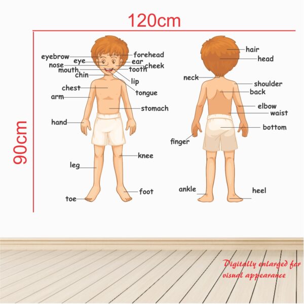 Parts Of Body - Baby - Kids - Learning Education  Nursery  Pre School Kinder Garden Wall Sticker - Image 3