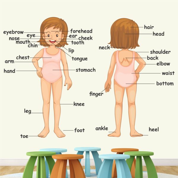 Parts Of Body - Baby - Kids - Learning Education  Nursery  Pre School Kinder Garden Wall Sticker - Image 2